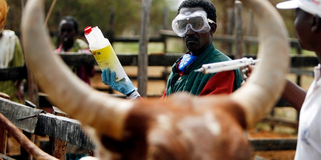 A veterinarian vaccinates cows against Rift Valley Fever in the vicinity of Garissa, 390 km (242 miles) north-east Nairobi, January 9, 2007. Rift Valley Fever, a highly contagious virus, has killed 74 people in Kenya and infected hundreds more after spreading from the northeastern region to the coast, the health ministry said on Tuesday.