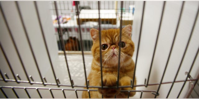 A Tabby cat awaits judging in a cage during the Cat Fanciers' Association - Iams cat championship show in New York October 13, 2007. REUTERS/Lucas Jackson (UNITED STATES) - RTR1UVTT