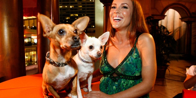 Actress Alyssa Milano smiles next to Rusco (L) and Chihuahuas Angel, respectively Papi and Chloe in the movie, at the party following the world premiere of "Beverly Hills Chihuahua" in Hollywood, California September 18, 2008. The movie opens in the U.S. on October 3. REUTERS/Mario Anzuoni (UNITED STATES) - RTR221PY