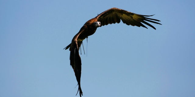 File photo: a wedge-tailed eagle from Sydney's Taronga Zoo, named Nonami, makes a training flight December 16, 2008.