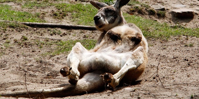 A kangaroo was killed and another injured at a zoo in southeastern China after visitors threw bricks at the animals to try and get a reaction.