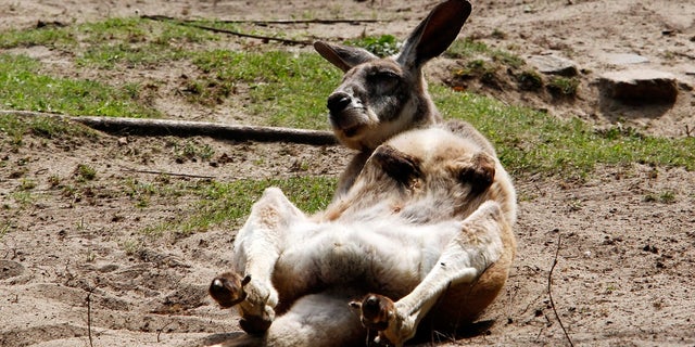 A kangaroo was killed and another injured at a zoo in southeastern China after visitors threw bricks at the animals to try and get a reaction.