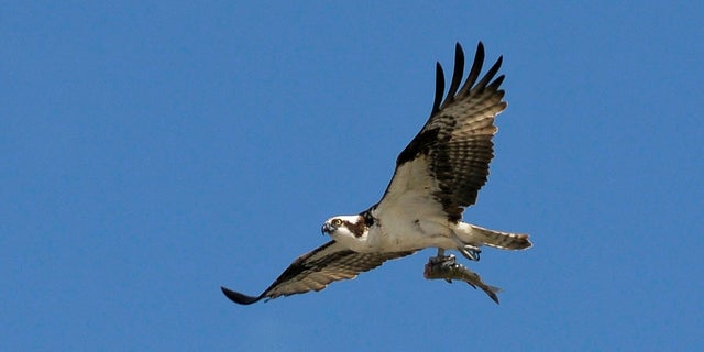 An adult osprey flies with a fish in its talons in Cochrane, Alberta, Canada, as seen in this 2010 photograph.