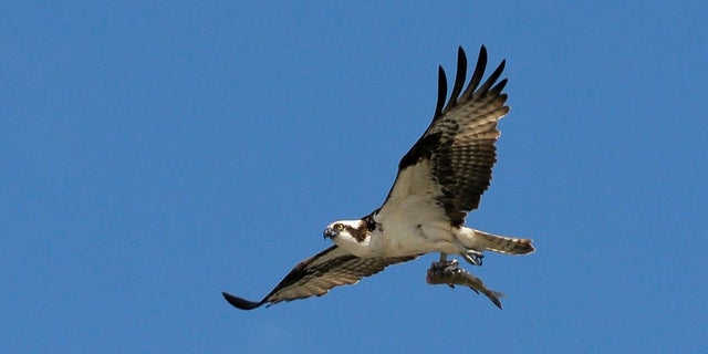An adult osprey flies with a fish in its talons in Cochrane, Alberta, Canada, as seen in this 2010 photograph.
