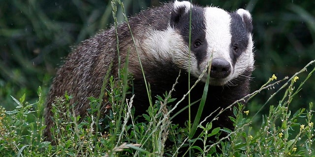 A badger in southern England.