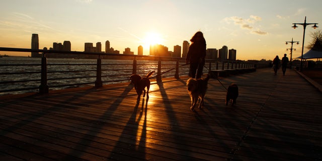 A woman walks three dogs along the West Side Highway as the sun sets behind them after an unseasonably warm winter day in New York, February 1, 2012. REUTERS/Lucas Jackson (UNITED STATES - Tags: ENVIRONMENT ANIMALS SOCIETY) - RTR2X6NH