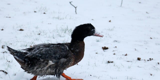 A duck walks in freshly-fallen snow in Vertou as sub-freezing winter temperatures continue in Europe, February 5, 2012. REUTERS/Stephane Mahe (FRANCE - Tags: ENVIRONMENT ANIMALS) - RTR2XCEG