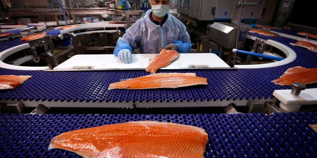 The FDA for the first time has approved the sale of genetically modified salmon. In this photo, a worker inspects a Tasmanian salmon fillet at the processing plant in Australia.