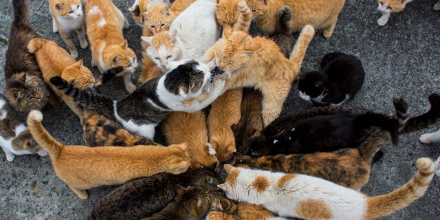 Cats vie for food. (Reuters)