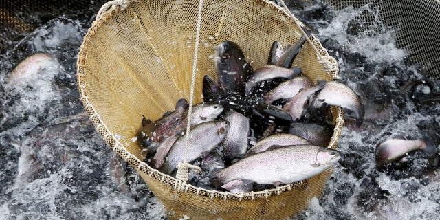 Employees lift rainbow trout as they work at the "Sayanskaya Forel" (Sayan Trout) private fish farm, located on the Yenisei River, near the village of Maina, Khakassia region, March 19, 2015. The Sayano-Shushensakaya hydro-electric power station located upstream affects the water, which doesn't freeze in winter and remains fresh, pure and cold in summer, and provides perfect conditions for the cultivation of the Rainbow trout at this site. Employees of the farm annually raise some 200 tons of fish, which is bought by individual customers and companies from Siberian regions. Picture taken March 19, 2015. REUTERS/Ilya Naymushin - RTR4U4PZ