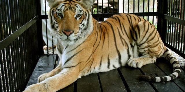 None of the tigers were injured in the crash.