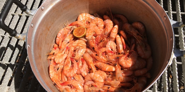 File photo: Freshly caught Gulf of Mexico white shrimp steamed for lunch at the Ditcharo Seafood Dock in Buras, Louisiana on Aug. 20, 2015. (REUTERS/David Lawder)