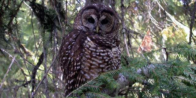 A North Spotted Owl is seen perched in a tree.