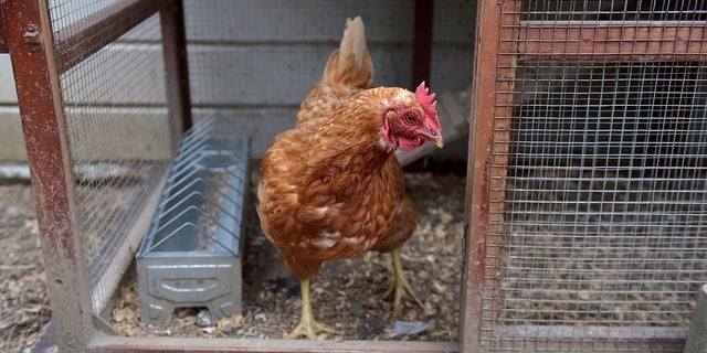 Some Pennsylvania residents are upset by Romanian immigrants who they say have not assimilated to American culture. They've accused the immigrants of beheading chickens and defecating in the streets.