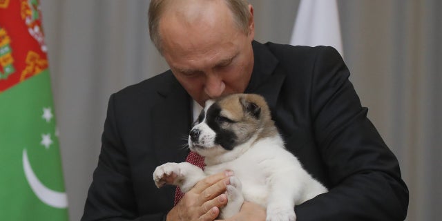 Russian President Vladimir Putin kissed the puppy on the head after he was presented with the birthday gift.