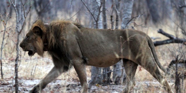 A lion in its enclosure. (Reuters)