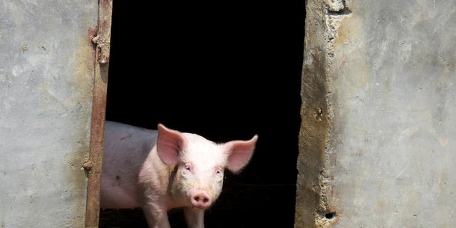 A pig stands in a doorway. (Reuters)