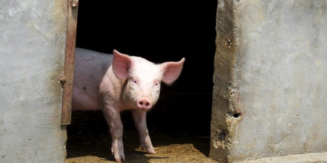 A pig stands in a doorway. (Reuters)