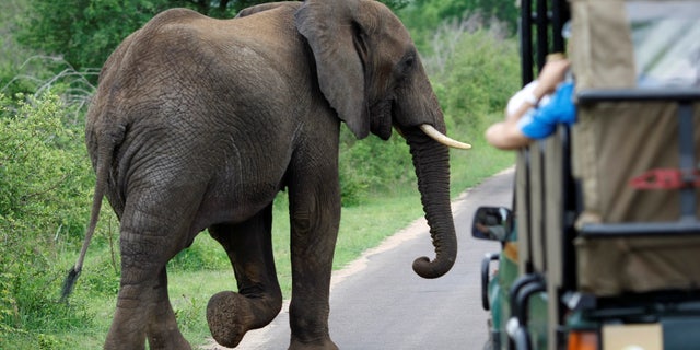A bull elephant walks past a car filled with tourists in South Africa's Kruger National Park, December 10, 2009.