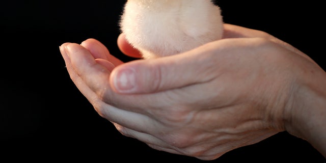 File photo: A man holds a chick at a philanthropic event in New York on June 8, 2016.