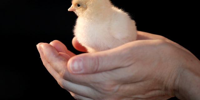 File photo: A man holds a chick at a philanthropic event in New York on June 8, 2016.