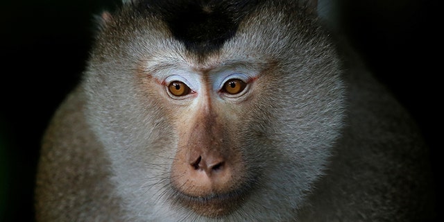 A macaque in Khao Yai national park in Thailand.
