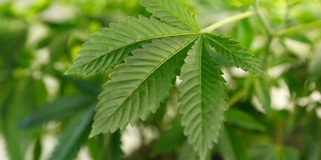 A thriving marijuana plant is seen at a grow operation in Denver, Colorado December 31, 2013. REUTERS/Rick Wilking/File Photo - RTSJ4EC