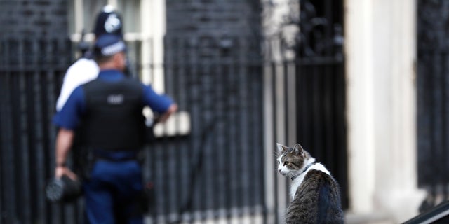 Larry, resident cat of 10 Downing Street sits on one of the cars used by Britain's Prime Minister Theresa May in Downing Street in central London, Britain September 22, 2016. (REUTERS/Stefan Wermuth)