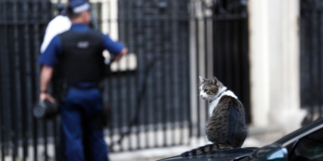 Larry, resident cat of 10 Downing Street sits on one of the cars used by Britain's Prime Minister Theresa May in Downing Street in central London, Britain September 22, 2016. (REUTERS/Stefan Wermuth)