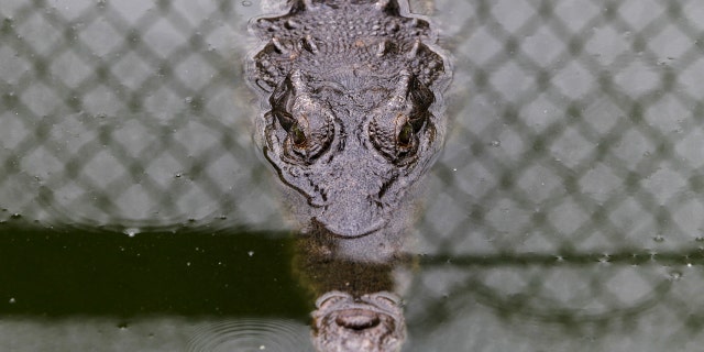 The tourist was said to be fighting for his life after the crocodile attack.