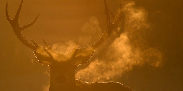 Deer graze at dawn on the coldest day the year so far according to the Meteorological Office, in Richmond Park in west London, Britain, November 30, 2016. REUTERS/Toby Melville TPX IMAGES OF THE DAY - RTSTZVK