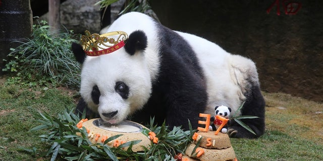 CHINA-PANDA/BIRTHDAY