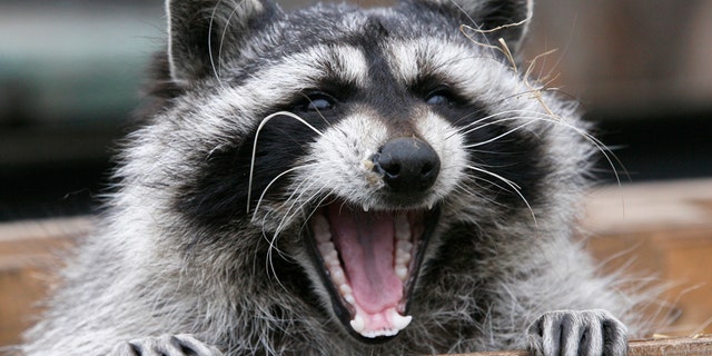 Masha, a female raccoon, yawns in her wooden refuge inside an open-air cage where she hibernates at the Royev Ruchey zoo in Krasnoyarsk, November 20, 2013.