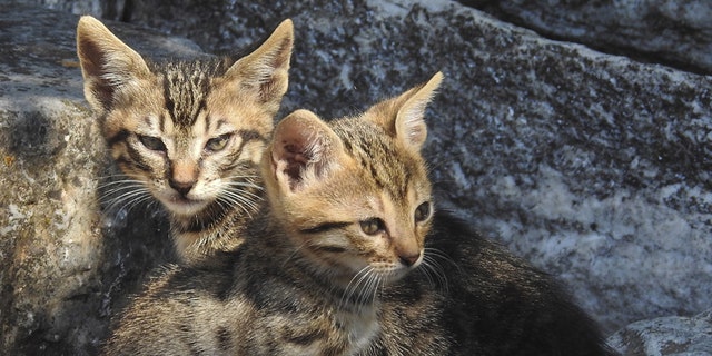 Two kittens lie in the ruins of the ancient Agora in Athens June 20, 2015. REUTERS/Paul Hanna
- RTX1HE9V