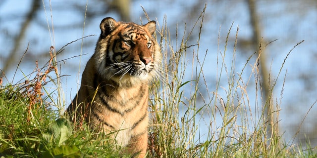 Tiger in a wildlife park. (Reuters)