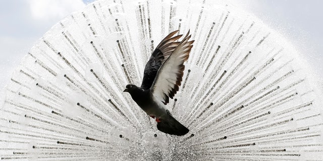 A pigeon flies in front a a fountain during a sunny day in central Kiev, Ukraine, July 8, 2016. (REUTERS/Gleb Garanich)