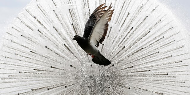 A pigeon flies in front a a fountain during a sunny day in central Kiev, Ukraine, July 8, 2016. (REUTERS/Gleb Garanich)