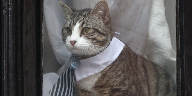 Julian Assange's cat sits in the window of Ecuador's embassy in London on Tuesday.