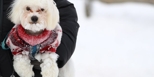 A dog is covered with snow at Feldberg mountain near Frankfurt, Germany, January 5, 2017. (REUTERS/Kai Pfaffenbach)