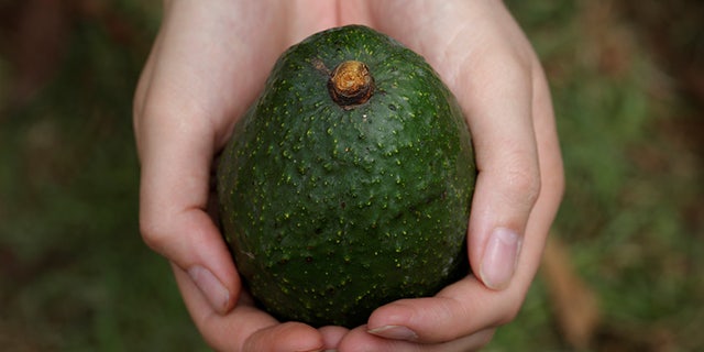The Mexican attorney general's office said organized crime cells are using government records to identify and eventually extort avocado producers.