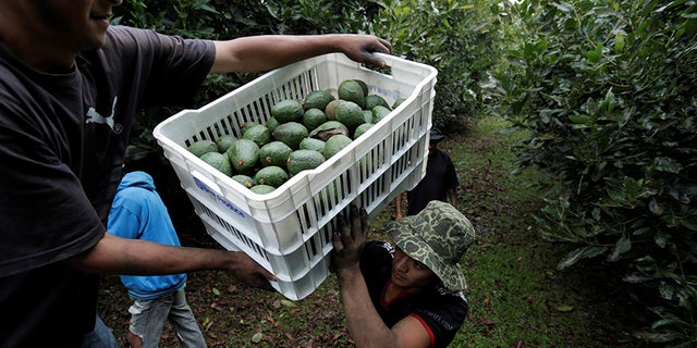 Mexico supplies approximately 82 percent of the avocados eaten north of border.