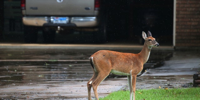 A deer stands in the driveway of a house as it escapes high flooding water from the San Jacinto River following Hurricane Harvey in Conroe, Texas, U.S., August 29, 2017.