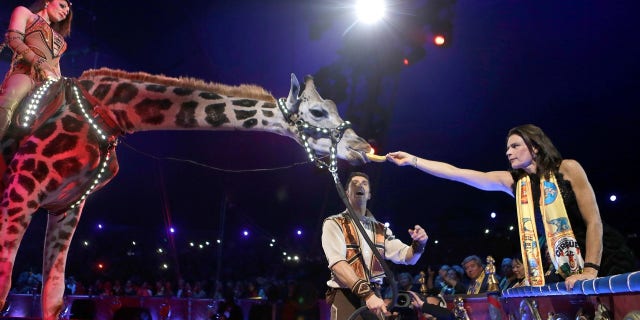 Princess Stephanie of Monaco (R) gives a banana to a giraffe as Merrylu Richter and Jozsef Richter perform during the Gala evening of the 42th Monte-Carlo International Circus Festival in Monaco.