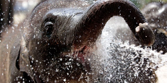 File photo: A baby elephant plays with water at Ayutthaya Elephant Palace and Royal Kraal, 80 km (50 miles) north of Bangkok, April 21, 2009. (REUTERS/Sukree Sukplang)