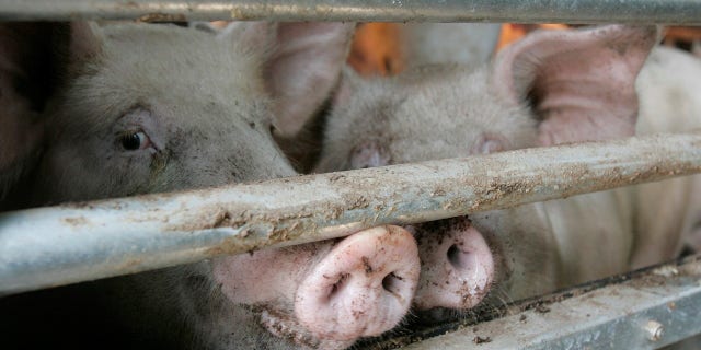 North Korea is dealing with a swine flu outbreak less than two weeks before the Winter Olympics.