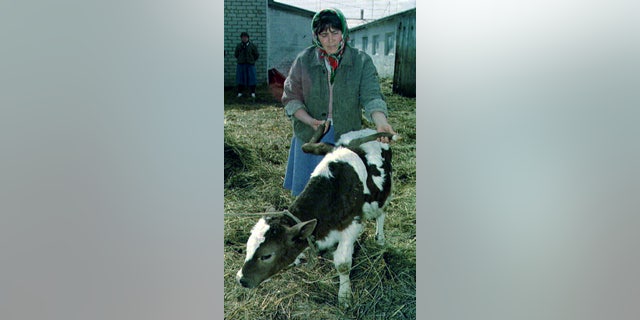 A cow is seen with two legs protruding from its back after the Chernobyl disaster.