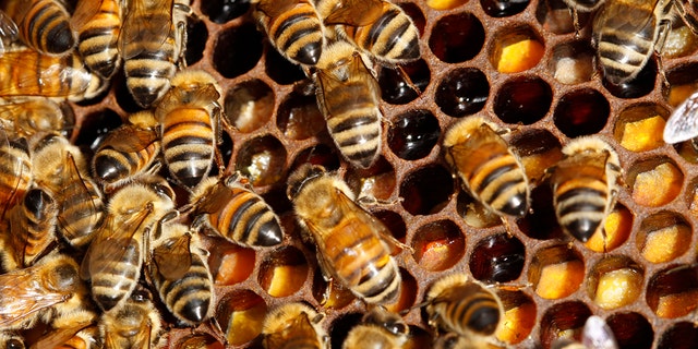 Organized crime syndicates in New Zealand are stealing and trading lucrative beehives, according to reports.