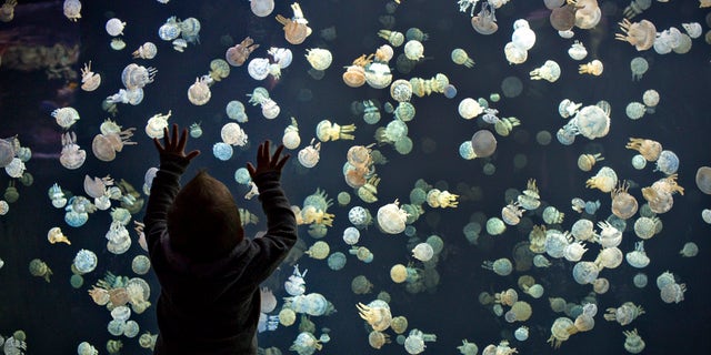 File photo: A boy watches jellyfish swim in a large tank at the Vancouver Aquarium in Vancouver, British Columbia May 16, 2013.