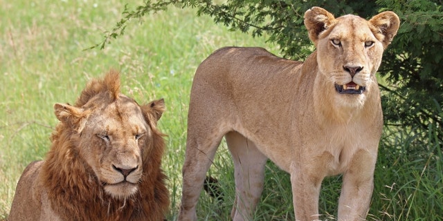 A pair of lions was able to escape their enclosure at zoological exhibit in germany.