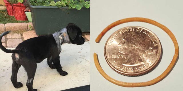 Bindy, left, and the rubber band found around its neck.